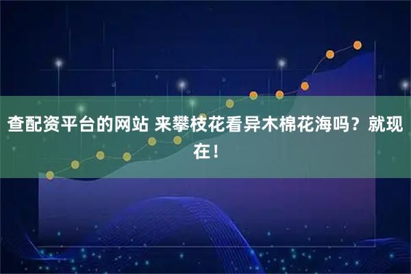 查配资平台的网站 来攀枝花看异木棉花海吗？就现在！